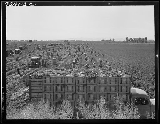 Untitled photo, possibly related to: Near Meloland, Imperial Valley. Large scale agriculture. Gang labor, Mexican and white, from the Southwest. Pull, clean, tie and crate carrots for the eastern market for eleven cents per crate of forty-eight bunches. Many can make barely one dollar a day. Heavy o