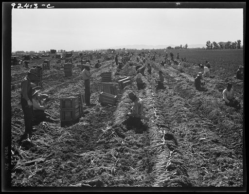 Untitled photo, possibly related to: Near Meloland, Imperial Valley. Large scale agriculture. Gang labor, Mexican and white, from the Southwest. Pull, clean, tie and crate carrots for the eastern market for eleven cents per crate of forty-eight bunches. Many can make barely one dollar a day. Heavy o