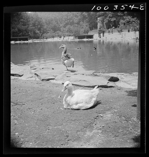 Washington, D.C. Ducks in the Rock Creek Park Zoo