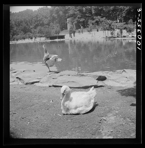 Untitled photo, possibly related to: Washington, D.C. Ducks in the Rock Creek Park Zoo