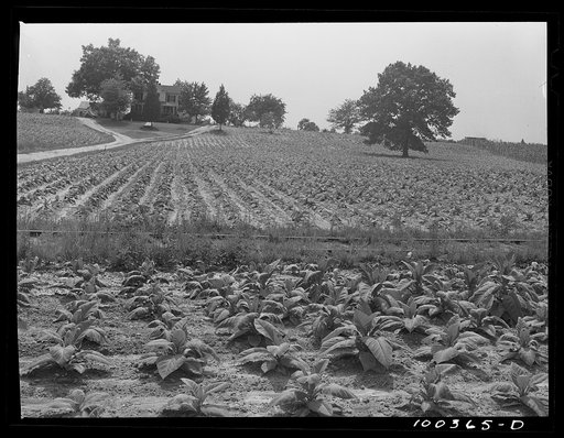 Mechanicsville (vicinity), St. Mary's County, Maryland. Tobacco field on a farm