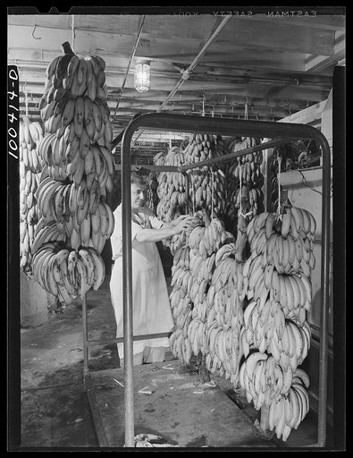 Untitled photo, possibly related to: Washington, D.C. District grocery store warehouse on 4th Street S.W. Bananas are brought into the warehouse unripe, are put into a special room, and kept at a certain temperature to rippen. Steam, seen in the background, is turned on periodically to keep the air 
