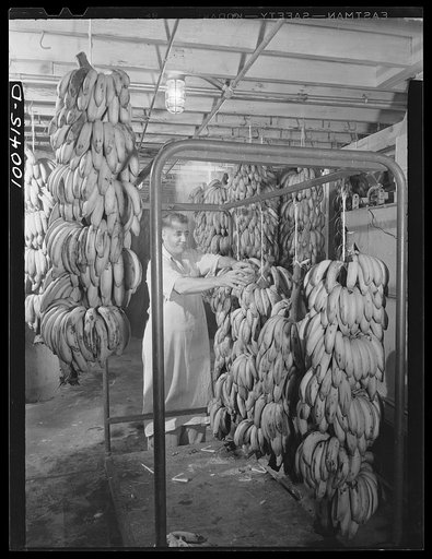 Washington, D.C. District grocery store warehouse on 4th Street S.W. Bananas are brought into the warehouse unripe, are put into a special room, and kept at a certain temperature to rippen. Steam, seen in the background, is turned on periodically to keep the air moist. This man is cutting into them 