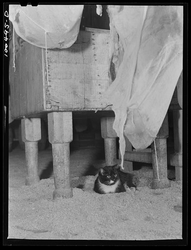 Untitled photo, possibly related to: Washington, D.C. This cat was born in cold room where meat is stored in the District grocery store warehouse, and has never been out of it for more than a few seconds at a time