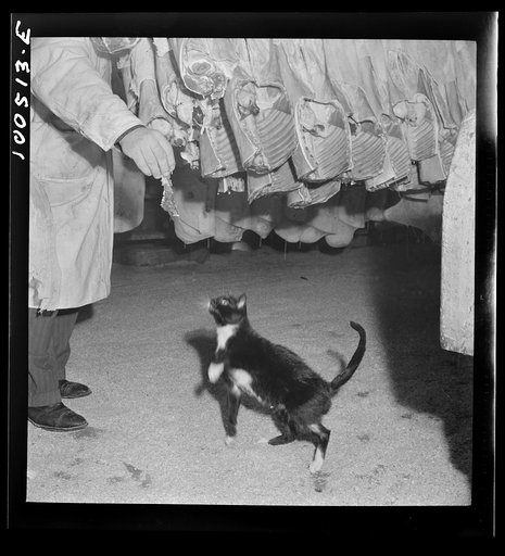 Washington, D.C. This cat was born in cold room where meat is stored in the District grocery store warehouse, and has never been out of it for more than a few seconds at a time