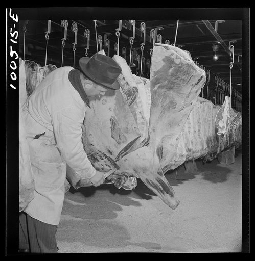 Washington, D.C. Quartering beef in the District grocery store warehouse cold room