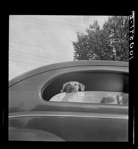 Washington, D.C. Passengers, drivers, and dogs were tired by the time they reached the gas pumps on the day before stricter gasoline rationing went into effect