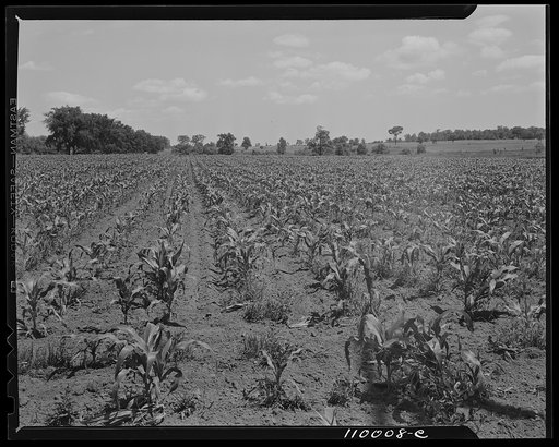 Birmingham, Michigan (vicinity). Young cornfield