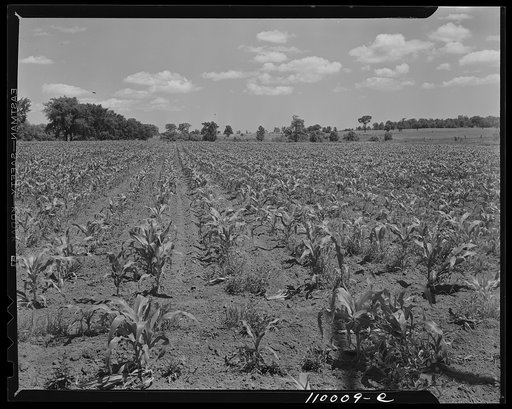 Birmingham, Michigan (vicinity). Young cornfield