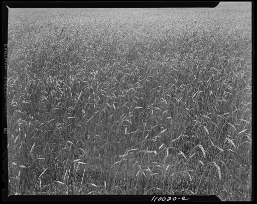 Birmingham, Michigan (vicinity). Wheatfield