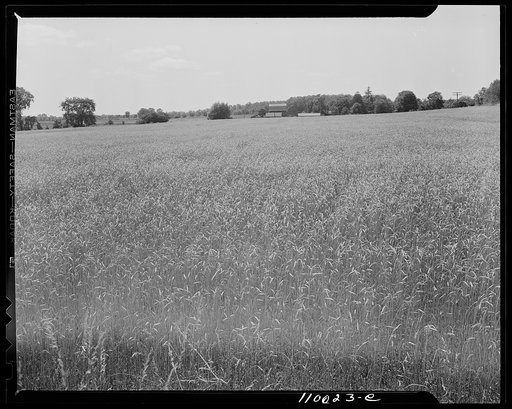 Birmingham, Michigan (vicinity). Wheatfield and farm buildings in the distance