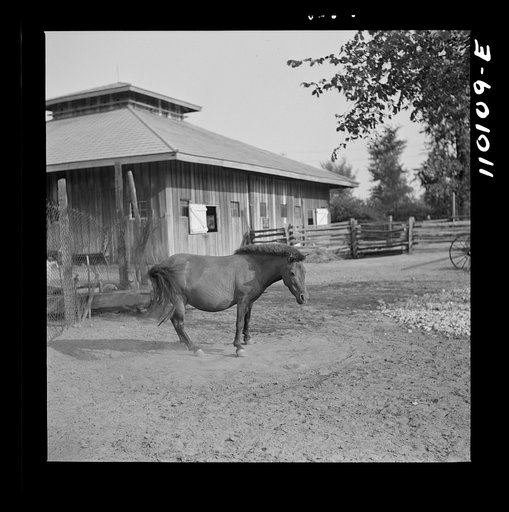 Detroit, Michigan. Pony amusing the crowd in the zoological park by rolling over