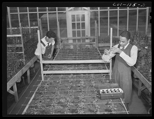 Tuskegee Institute, Alabama. Students in the greenhouse