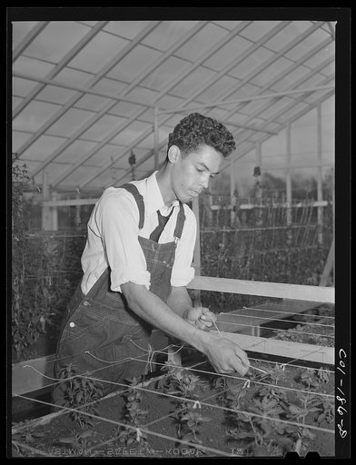 Tuskegee Institute, Alabama. Student in the greenhouse