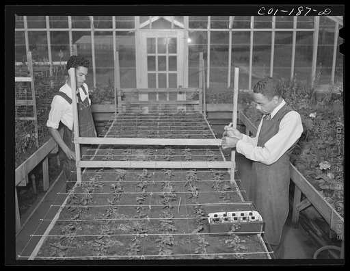 Untitled photo, possibly related to: Tuskegee Institute, Alabama. Students in the greenhouse