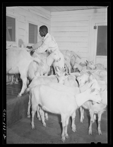 Untitled photo, possibly related to: Tuskegee Institute, Alabama. Goat barn
