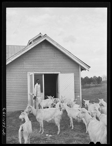 Untitled photo, possibly related to: Tuskegee Institute, Alabama. Goat barn