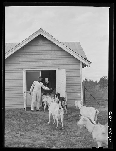 Tuskegee Institute, Alabama. Goat barn