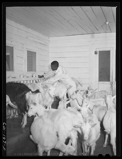 Untitled photo, possibly related to: Tuskegee Institute, Alabama. Goat barn