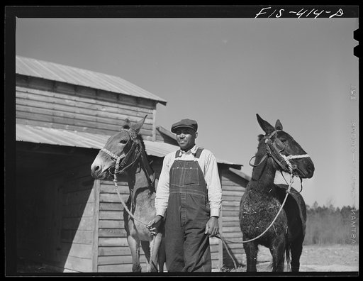 Untitled photo, possibly related to: Zebulon, North Carolina. Feggen Jones with two of his mules