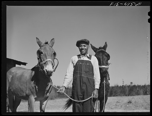 Zebulon, North Carolina. Feggen Jones with two of his mules