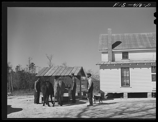 Zebulon, North Carolina. Feggen Jones and his sons watering mules