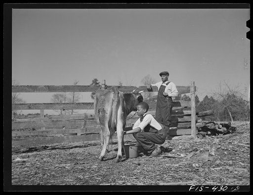 Zebulon, (vicinity), North Carolina. Milking a cow on the Feggen Jones' farm