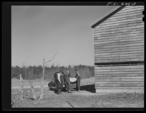 Untitled photo, possibly related to: Zebulon, North Carolina. Feggen Jones helping his sons load fertilizer on a truck