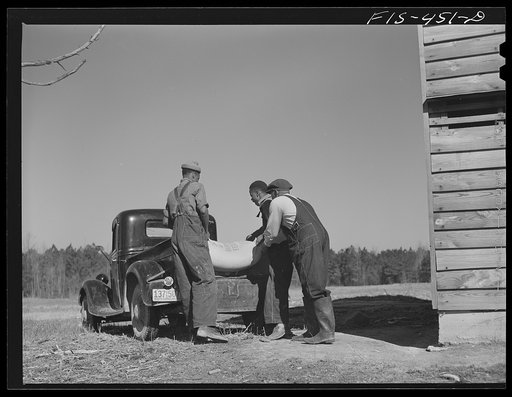 Untitled photo, possibly related to: Zebulon, North Carolina. Feggen Jones helping his sons load fertilizer on a truck