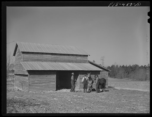 Zebulon, North Carolina. Feggen Jones and his son harnessing mules