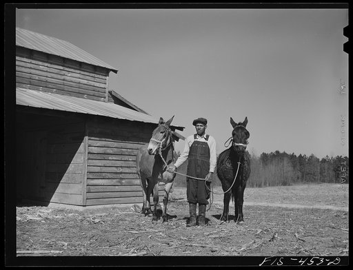 Zebulon, North Carolina. Feggen Jones with two of his mules