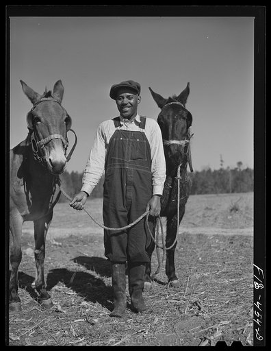 Untitled photo, possibly related to: Zebulon, North Carolina. Feggen Jones with two of his mules