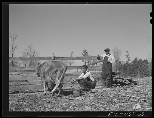 Untitled photo, possibly related to: Zebulon, (vicinity), North Carolina. Milking a cow on the Feggen Jones' farm