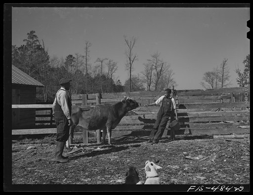Zebulon, North Carolina. Feggen Jones and his son milking a cow