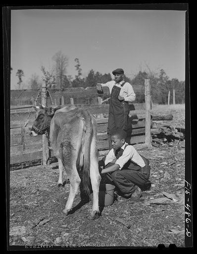 Untitled photo, possibly related to: Zebulon, (vicinity), North Carolina. Milking a cow on the Feggen Jones' farm