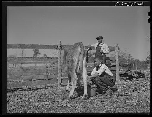 Untitled photo, possibly related to: Zebulon, (vicinity), North Carolina. Milking a cow on the Feggen Jones' farm