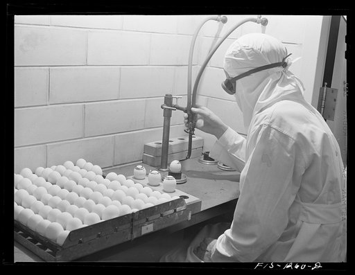 Using acetylene torch to take tops off eggs under completely sterile conditions. These eggs have been innoculated with yellow fever vaccine virus. USPHS (United States Public Health Service) Rocky Mountain Laboratory, Hamilton, Montana