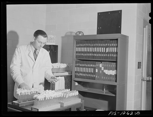 Dr. E.A. Steinhaus studying bacteria cultures from insects and ticks. USPHS (United States Public Health Service) Rocky Mountain Laboratory, Hamilton, Montana