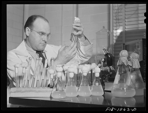 Dr. Herrald R. Cox, who developed the method of producing typhus vaccine from infected eggs, examining bacteria cultures. USPHS (United States Public Health Service) Rocky Mountain Laboratory, Hamilton, Montana