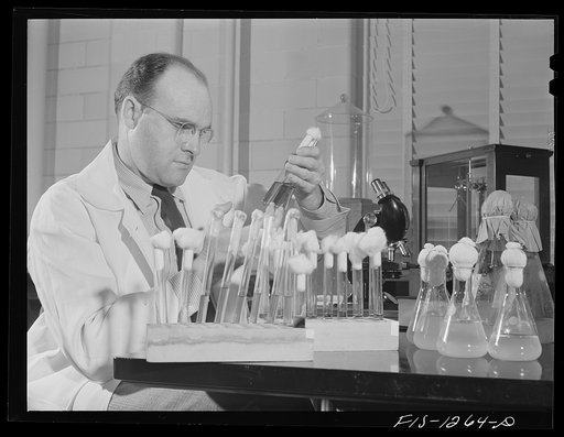 Dr. Herrald R. Cox, who developed the method of producing typhus vaccine from infected eggs, examining bacteria cultures. USPHS (United States Public Health Service) Rocky Mountain Laboratory, Hamilton, Montana