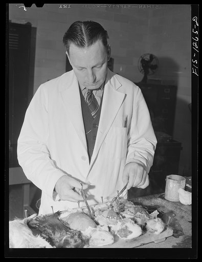 Performing autopsy on tularemia-infected guinea pigs. Water from suspected mountain streams had been injected into them. USPHS (United States Public Health Service) Rocky Mountain Laboratory, Hamilton, Montana