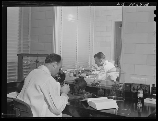 Typhus vaccine department. Dr. Herrald R. Cox at the microscope, an assistant innoculating eggs from typhus germs in enclosed room. USPHS (United States Public Health Service) Rocky Mountain Laboratory, Hamilton, Montana