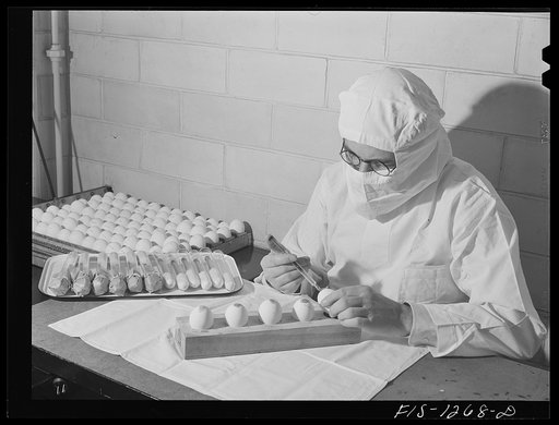 Innoculating eggs with yellow fever vaccine. USPHS (United States Public Health Service) Rocky Mountain Laboratory, Hamilton, Montana