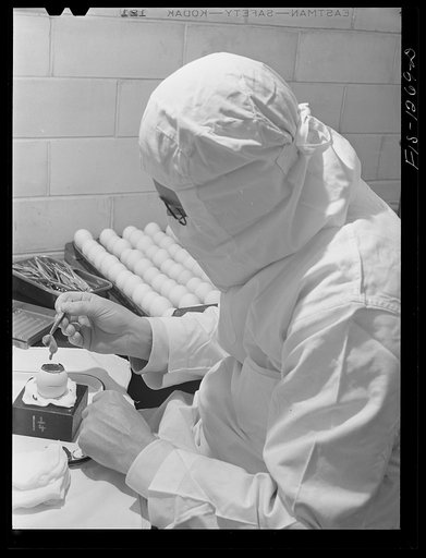 Harvesting embryos containing yellow fever vaccine virus. USPHS (United States Public Health Service)  Rocky Mountain Laboratory, Hamilton, Montana
