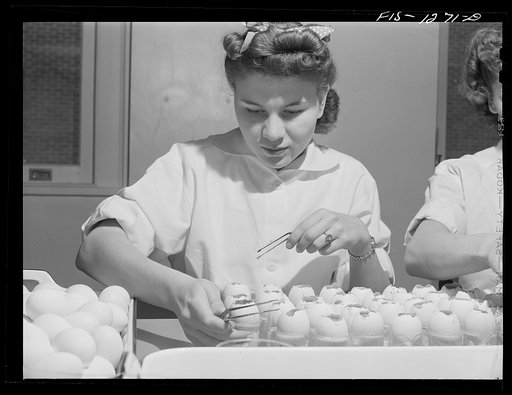 Harvesting embryonic membranes from eggs infected with louse-borne typhus. USPHS (United States Public Health Service)  Rocky Mountain Laboratory, Hamilton, Montana