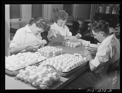 Harvesting embryonic membranes from eggs infected with louse-borne typhus. USPHS (United States Public Health Service)  Rocky Mountain Laboratory, Hamilton, Montana