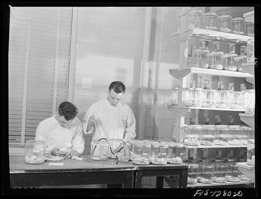 Testing yellow fever serum by injecting it into white mice. USPHS (United States Public Health Service)  Rocky Mountain Laboratory, Hamilton, Montana
