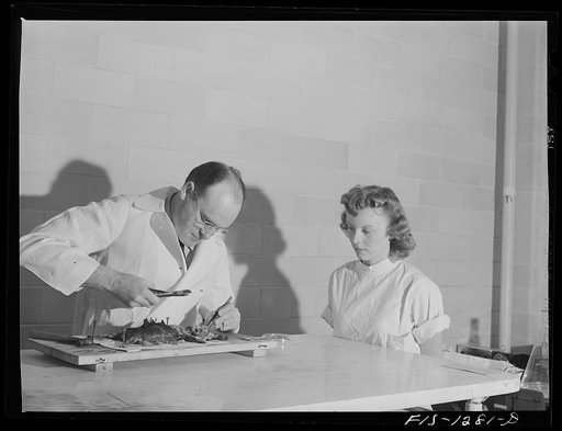 Dr. Cox removing brain of typhus-infected guinea pig. USPHS (United States Public Health Service)  Rocky Mountain Laboratory, Hamilton, Montana