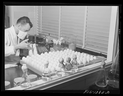 Dr. Cox's assistant innoculating eggs with louse-borne typhus germs. USPHS (United States Public Health Service)  Rocky Mountain Laboratory, Hamilton, Montana