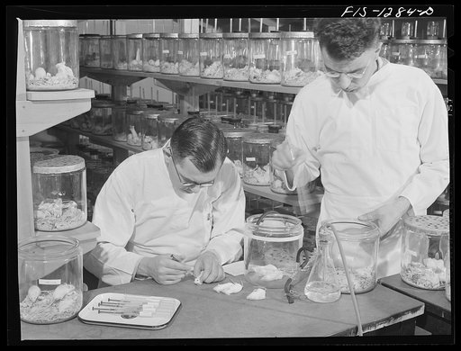 Testing yellow fever serum by injecting it into white mice. USPHS (United States Public Health Service) Rocky Mountain Laboratory, Hamilton, Montana